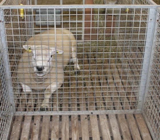 Ram in isolation