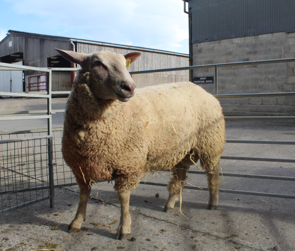 This Kilbarry ram (IE041357501947D) was bred by E. Buckley, Co. Cork and is now owned by F. Reynolds Co. Leitrim and was part of CPT program in 2015/2016