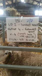 An example of the pen boards in use across the CPT flocks to record crucial information at birth.