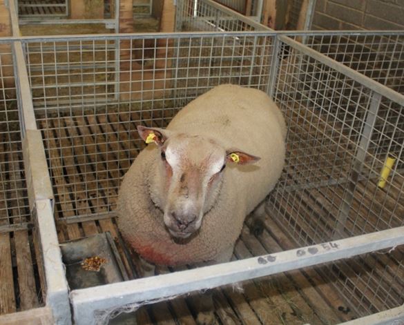 Ram in isolation