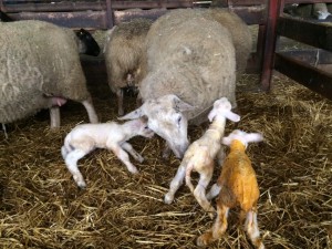 A freshly lambed set of triplets on the farm of John Large on Thursday 3rd March. The ewe lambed completely unassisted and showed a very strong mothering instinct. All three lambs were very vigorous at birth also.