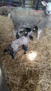 Two healthy and happy suffolk lambs tagged and recorded and ready to be sent out to the field at Andrew Moloneys