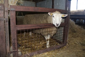 Another freshly lambed ewe on the farm of John Large. This ewe had triplets but lost one lamb soon after birth. His birth weight was just 2.2kgs and was very weak at birth.
