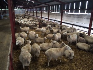 Some of the CPT ewes on the UCD research farm in Lyons estate. The expected lambing start date for UCD is next Wednesday 16th March. Today (Friday 4th) all ewes were looking content and in excellent body condition for lambing.