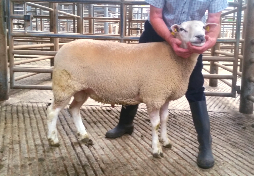 2016 Sheep 2016 Sheep