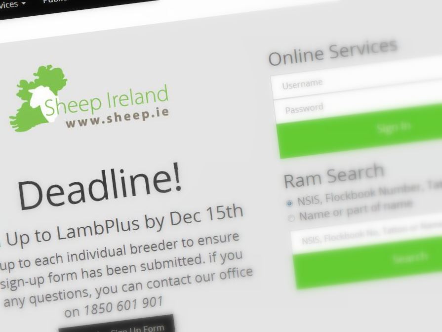New Sheep Ireland Website