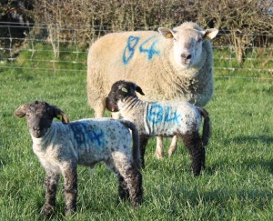 Check your Lambing Report!