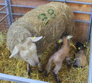 A commercial ewe with her day old twin lambs, tagged and recorded ready to be moved out to the fields