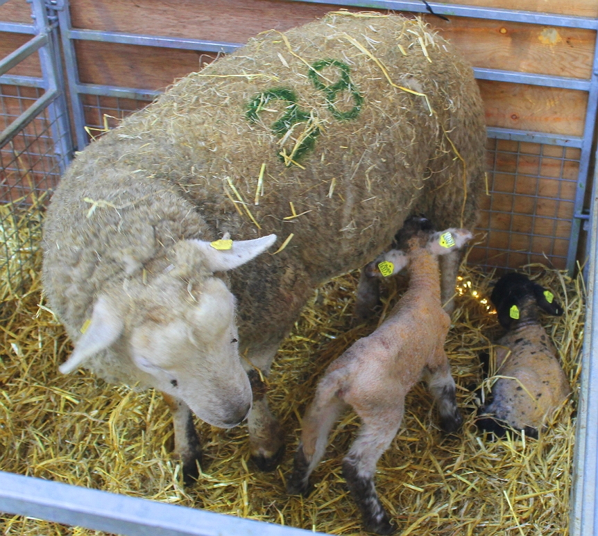Read more about the article The Importance of Recording Foster and Pet Lambs