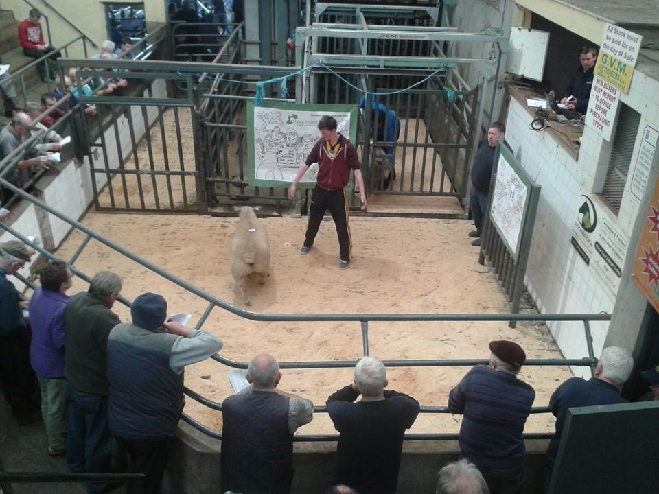 Read more about the article Sale Report – Sheep Ireland Multibreed €uroStar sale 2014