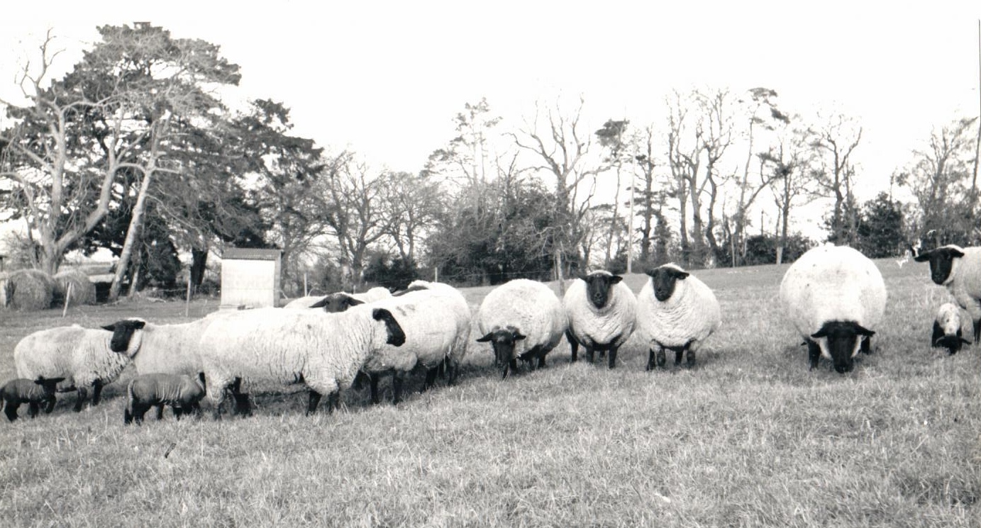 Read more about the article Early beginnings of sheep breed improvement: 1978