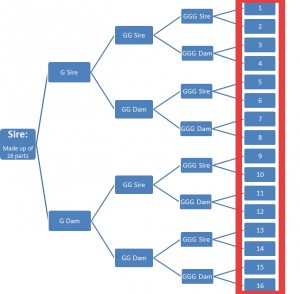 Breed fractions_Example of 16 parts