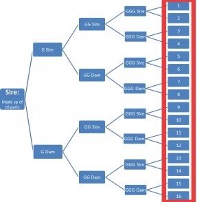 Breed fractions_Example of 16 parts