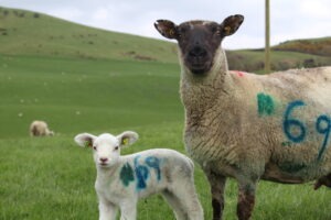 Recording Embryo Transfer Lambing