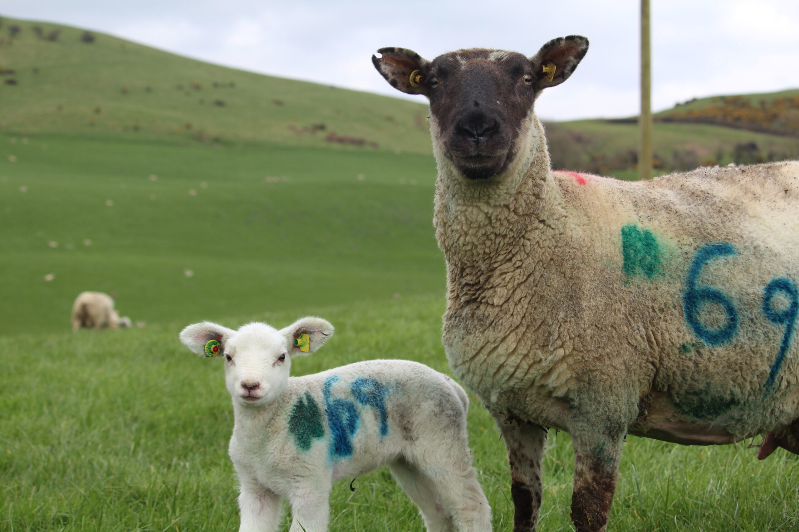 You are currently viewing Recording Embryo Transfer Lambing