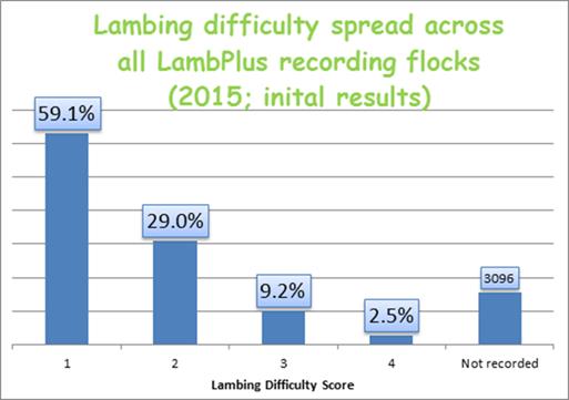 Lambing Difficulty