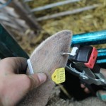 Have you genotyped your stock rams?