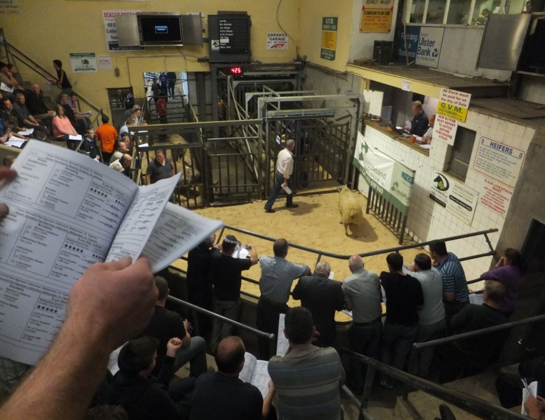 Read more about the article Sale Report – Sheep Ireland Elite €uroStar Multi-breed sale 2015
