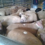 Sheep Ireland Multibreed Ram Sale 2014