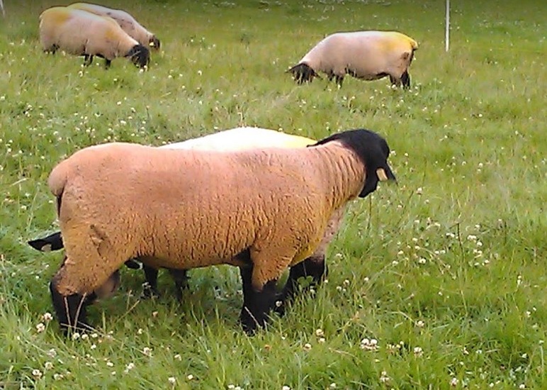 Suffolk Ram mating Ewes