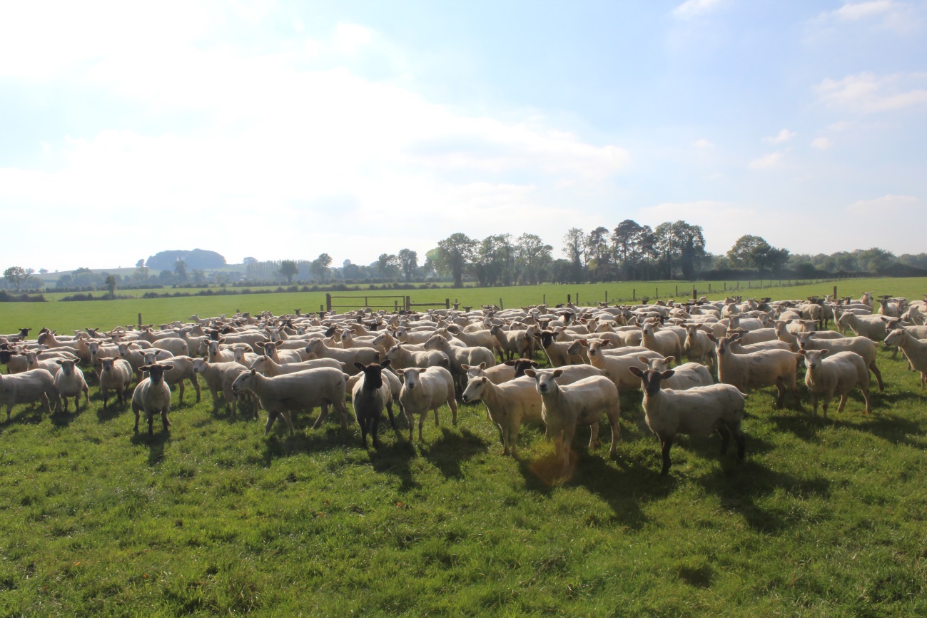 Moloneys ewes