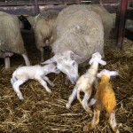 WATCH: How to use the LambPlus App to record lamb birth notifications!
