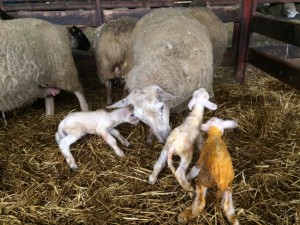 A freshly lambed set of triplets on the farm of John Large on Thursday 3rd March. The ewe lambed completely unassisted and showed a very strong mothering instinct. All three lambs were very vigorous at birth also. 