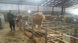 A line of individual lambing pens from John Larges farm today (Friday). These ewes lambed yesterday and lambs have been tagged today. All required birth information has been recorded on the whiteboards on the front of each pen which makes next day tagging and data recording very easy.