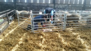 Lambing assistance is currently running at 15% (Lambing difficulty scores 3 & 4) with the average birth weight recorded as 4.6kg.