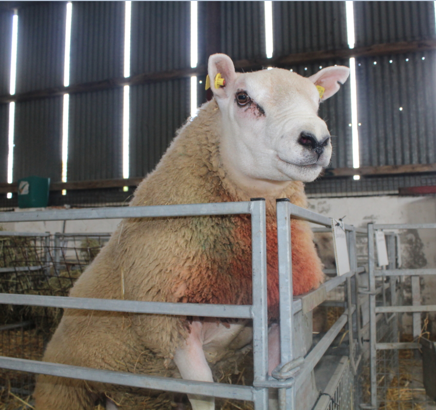Read more about the article LambPlus Breeders 2016