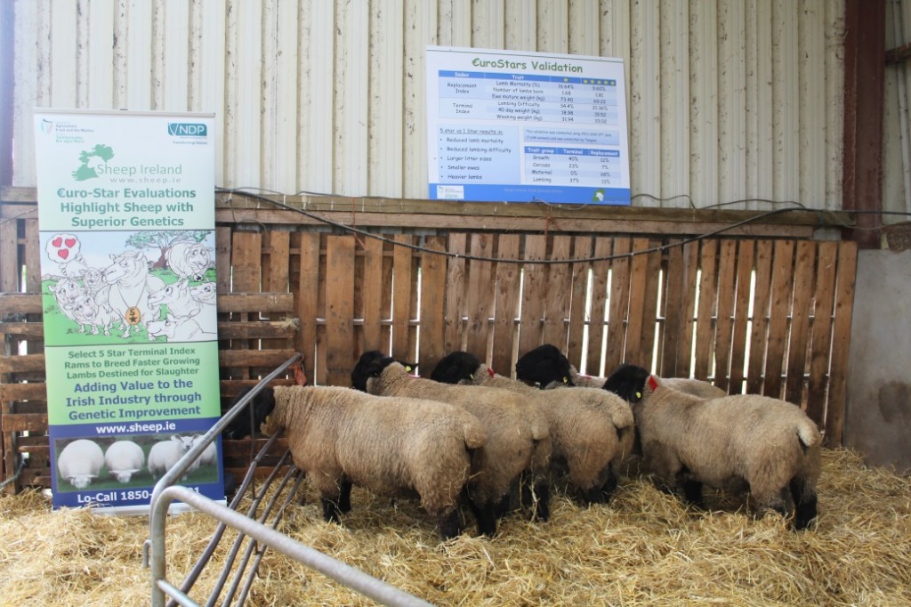 Ram breeder workshops - Suffolk lambs on the O’Keeffe farm at the €uroStar validation stand.