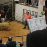 Sale Report – Sheep Ireland Elite €uroStar Multi-breed sale 2016