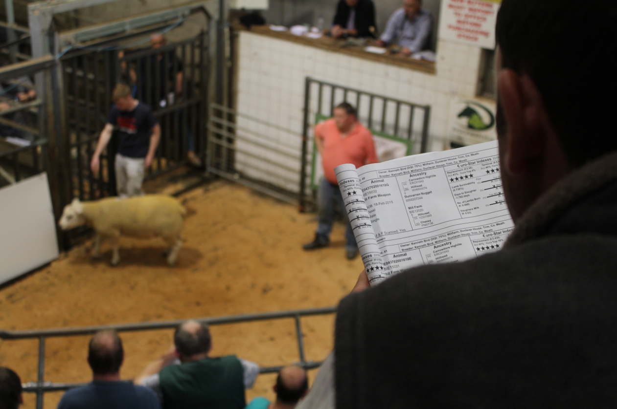 Read more about the article Sale Report – Sheep Ireland Elite €uroStar Multi-breed sale 2016