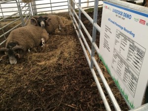 Read more about the article Sheep Ireland at the Ploughing Championships 2018