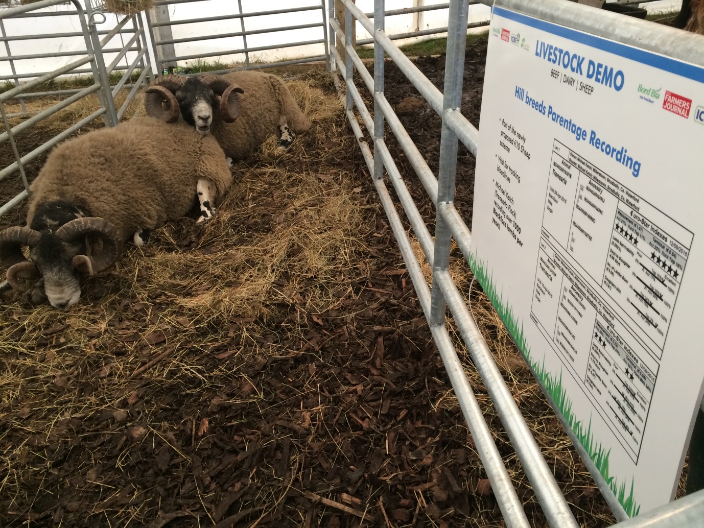 You are currently viewing Sheep Ireland at the Ploughing Championships 2018