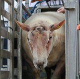 Read more about the article 5 Star Ewes Producing Half a Lamb More For One Cork Breeder!!