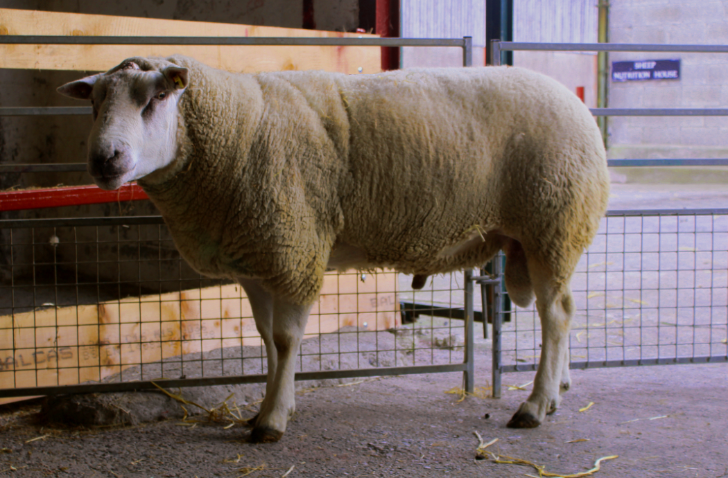 VIOLET HILL BÃ©LA (IE042821309437D) who is one of the Violet Hill Ram team this year. He was also used in the Central Progeny Test with his first progeny hitting the ground in 2017.