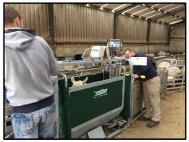 You are currently viewing Updated Weighing Screen on Sheep Ireland Website!