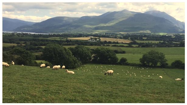 Sheep Improvement Scheme & Genotyped Rams Action