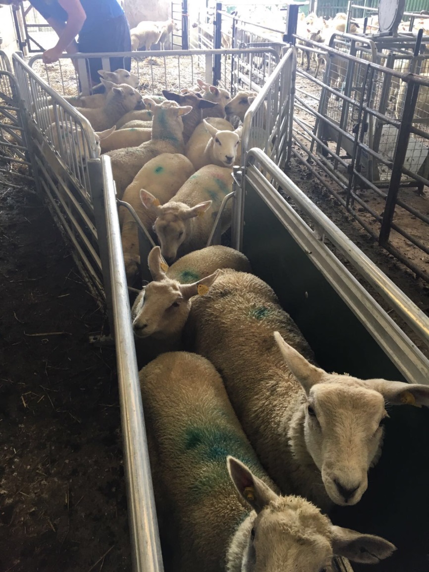 Read more about the article Don’t forget to weigh your LambPlus Lambs