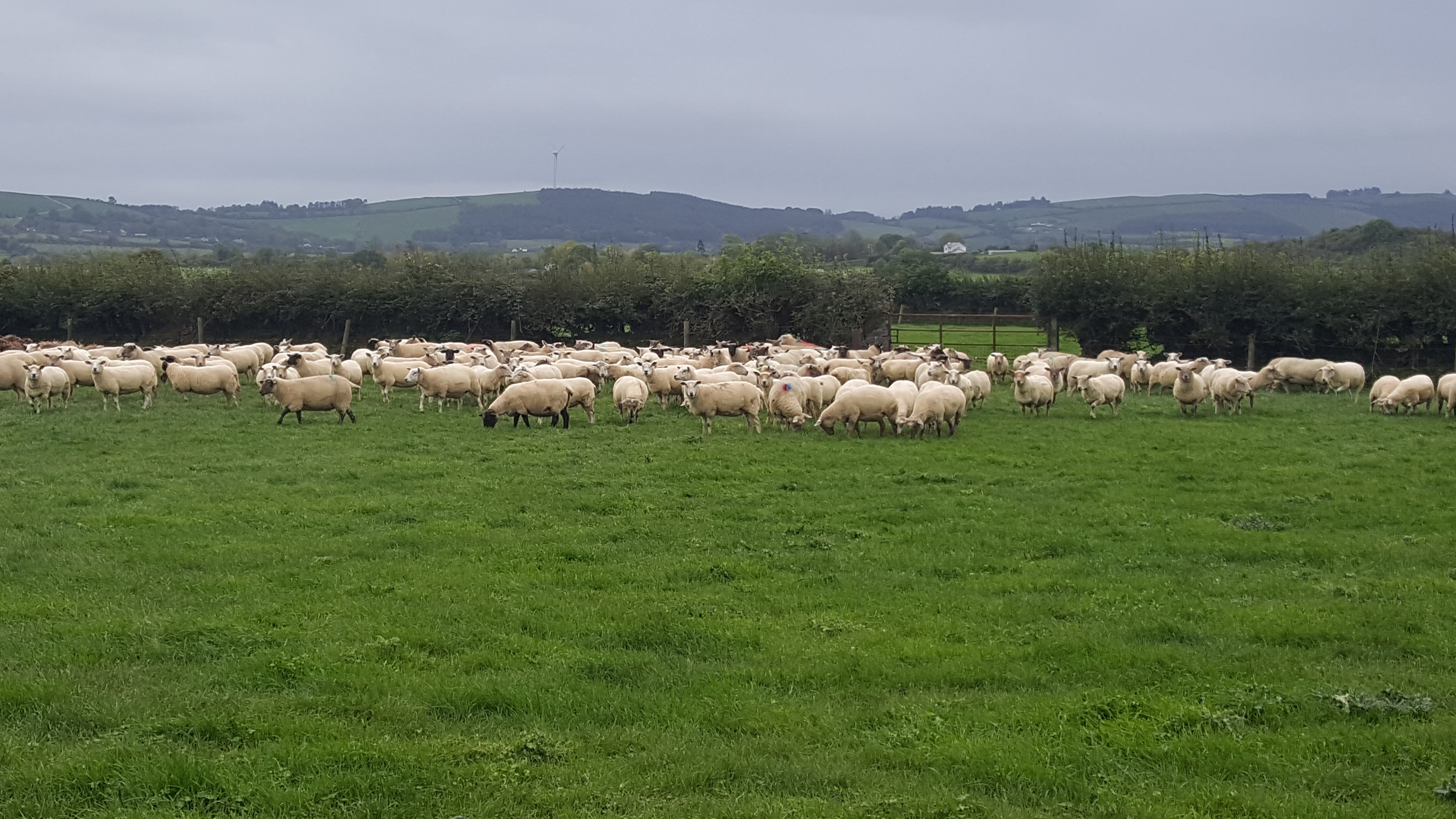 Read more about the article When and Why to record lambs and ewe mature weights?