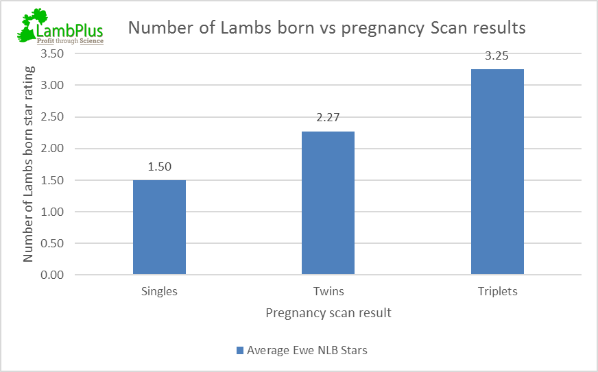 Read more about the article 5 Star Ewes Scanning Half a Lamb More For this Suffolk Breeder in Kilkenny!!