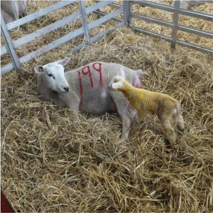 Read more about the article How to record Lamb Vigour