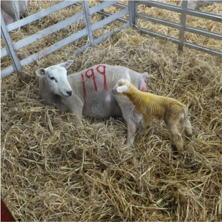 You are currently viewing LambPlus Breeders now have the opportunity to record new traits at Lambing