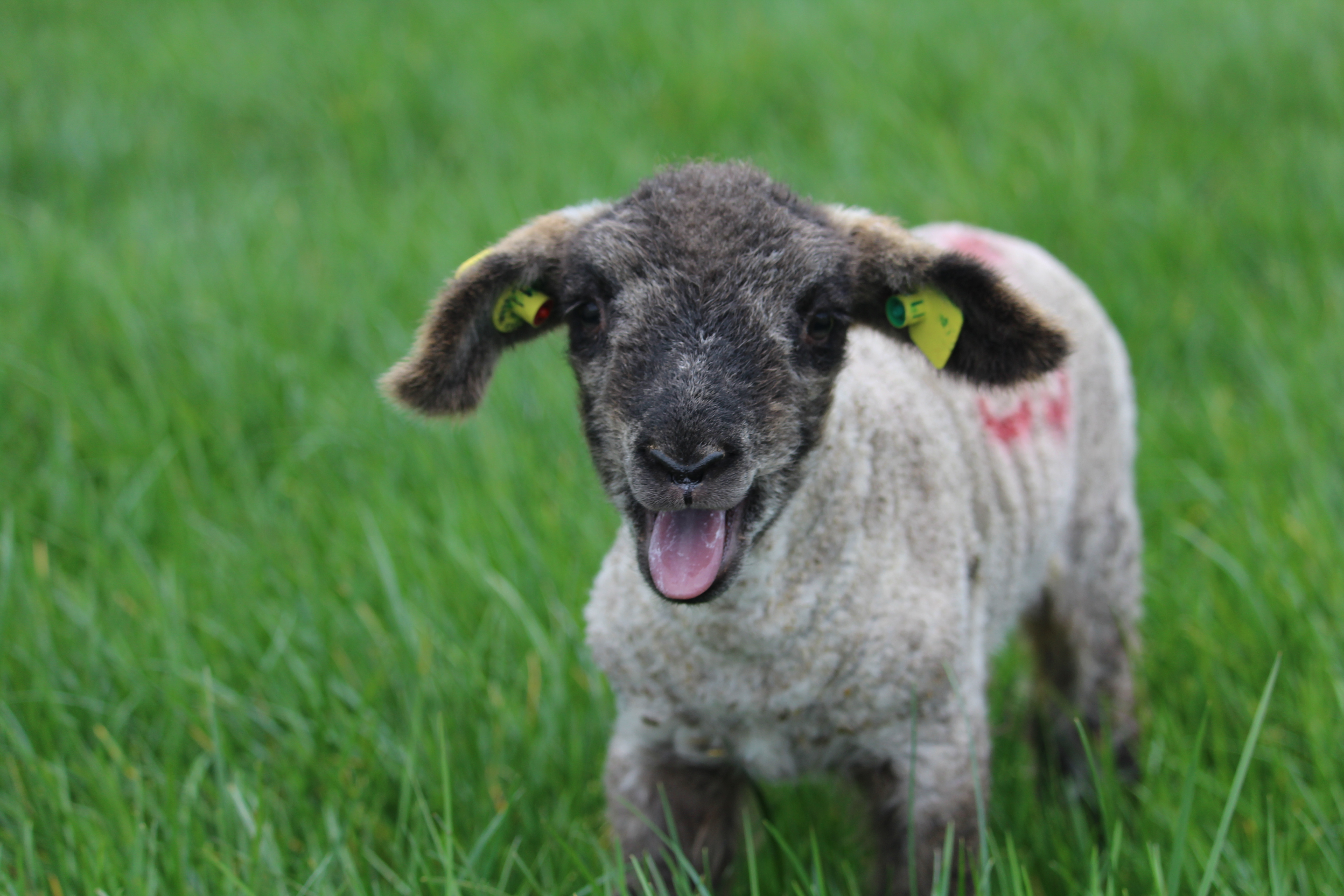 You are currently viewing Sheep Ireland’s Weekly Update