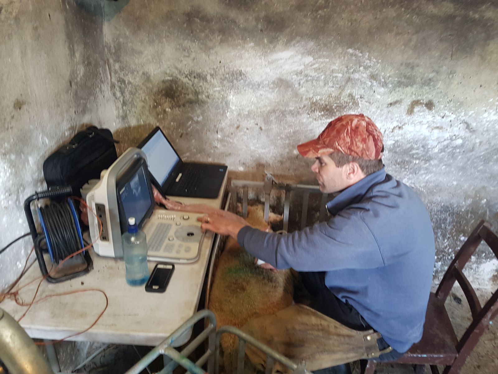 You are currently viewing Ultrasound Muscle and Fat Scanning of LambPlus and CPT lambs