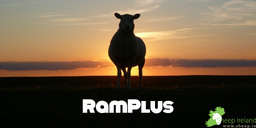 Read more about the article Ramplus Programme 2018