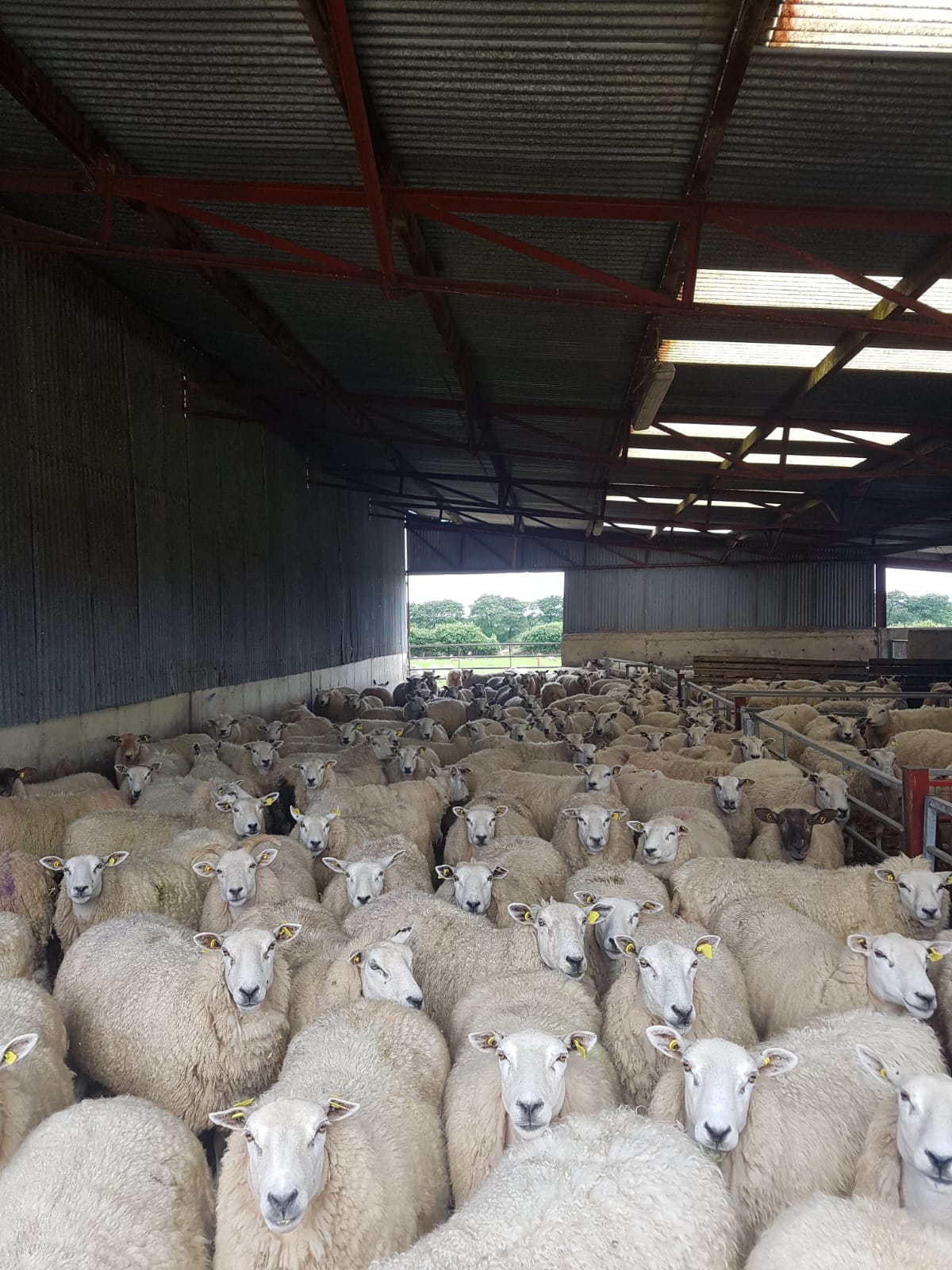 You are currently viewing Weaning Weights on CPT Flocks