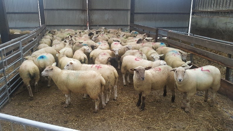 You are currently viewing Importance of recording Ewe Lambs Not Mated