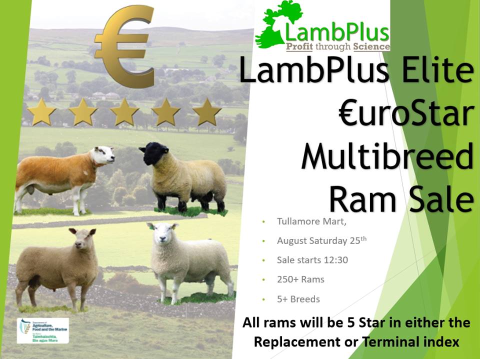 Read more about the article Elite €urostar Multi Breed Ram Sale Provisional Catalogue now available